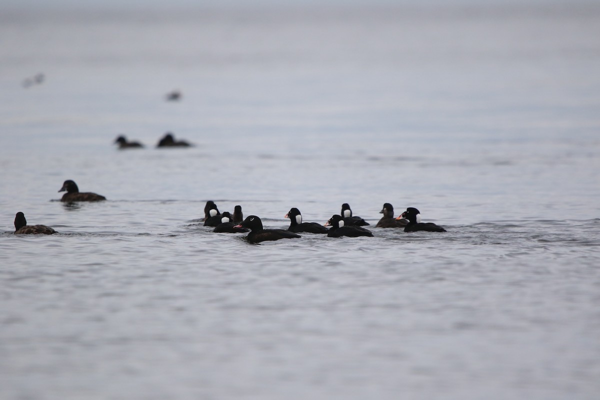 eBird Checklist - 22 Jan 2023 - Hallock Landing Beach - 11 species