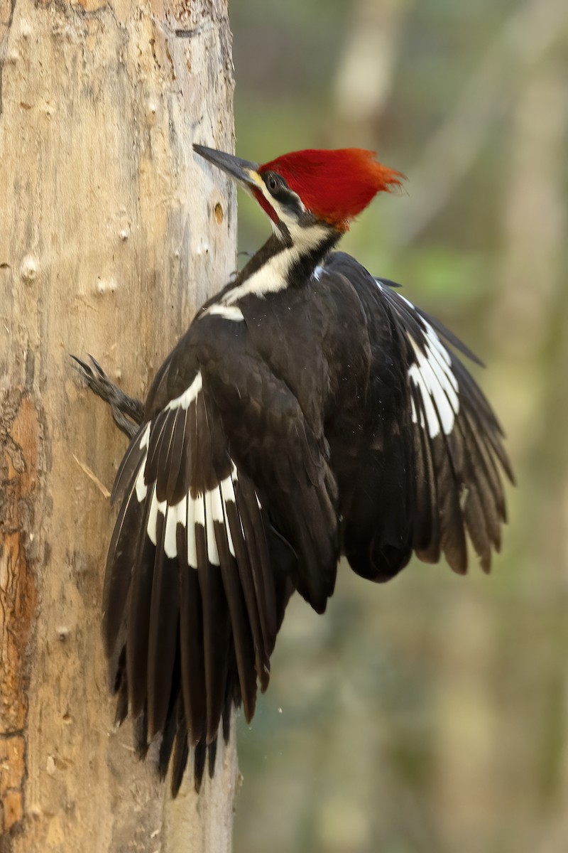 Pileated Woodpecker - ML527069611