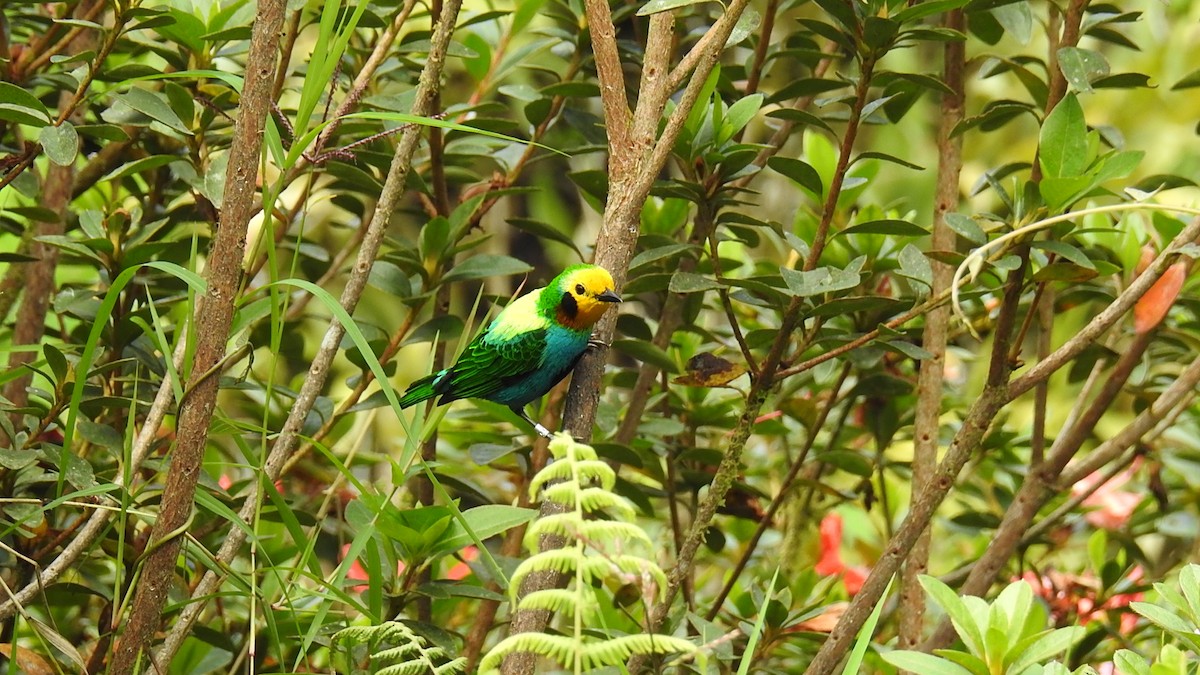 Multicolored Tanager - ML52707001