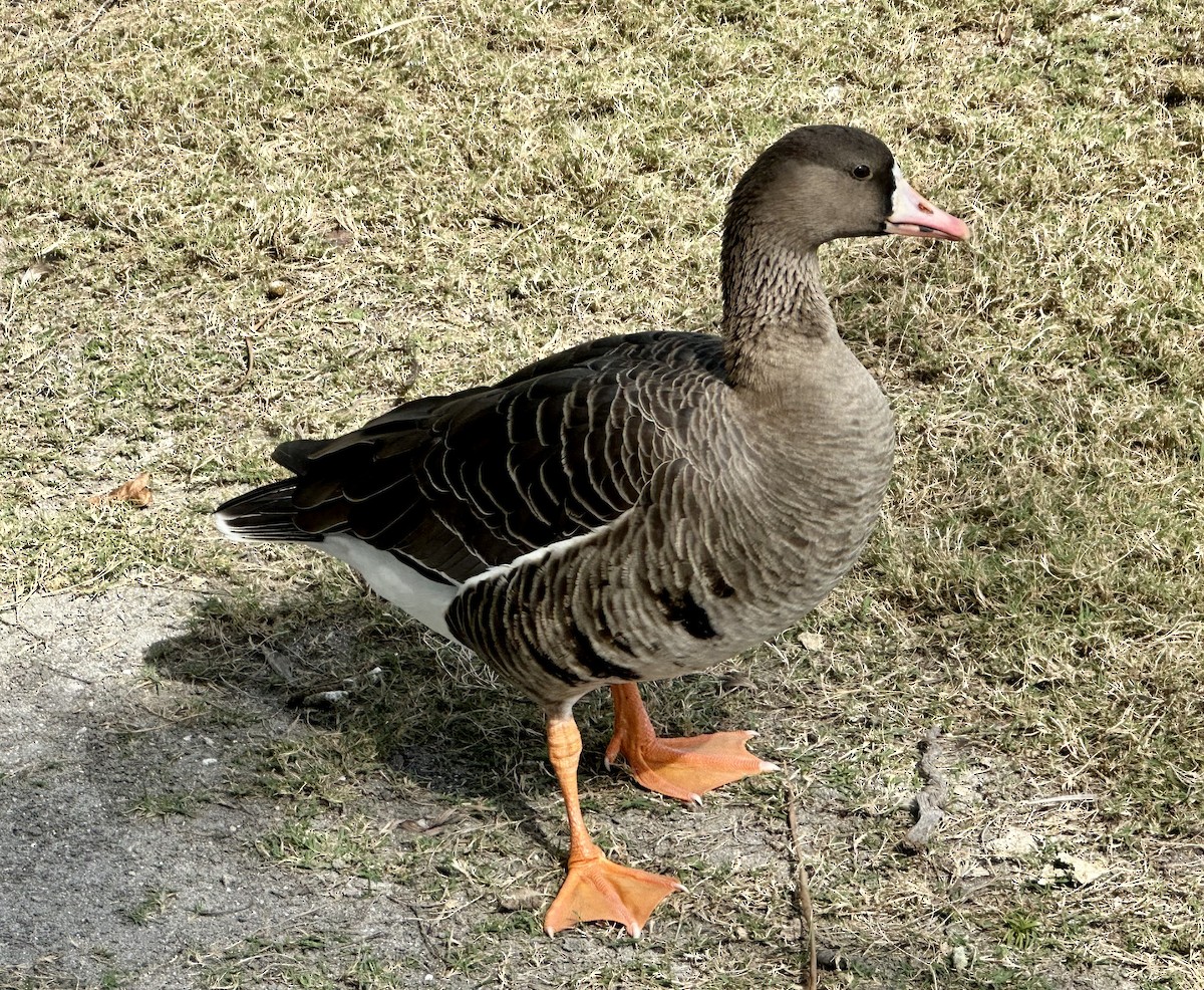 Greater White-fronted Goose - ML527073871