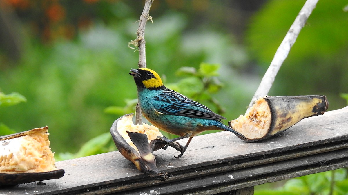 Saffron-crowned Tanager - ML52707471