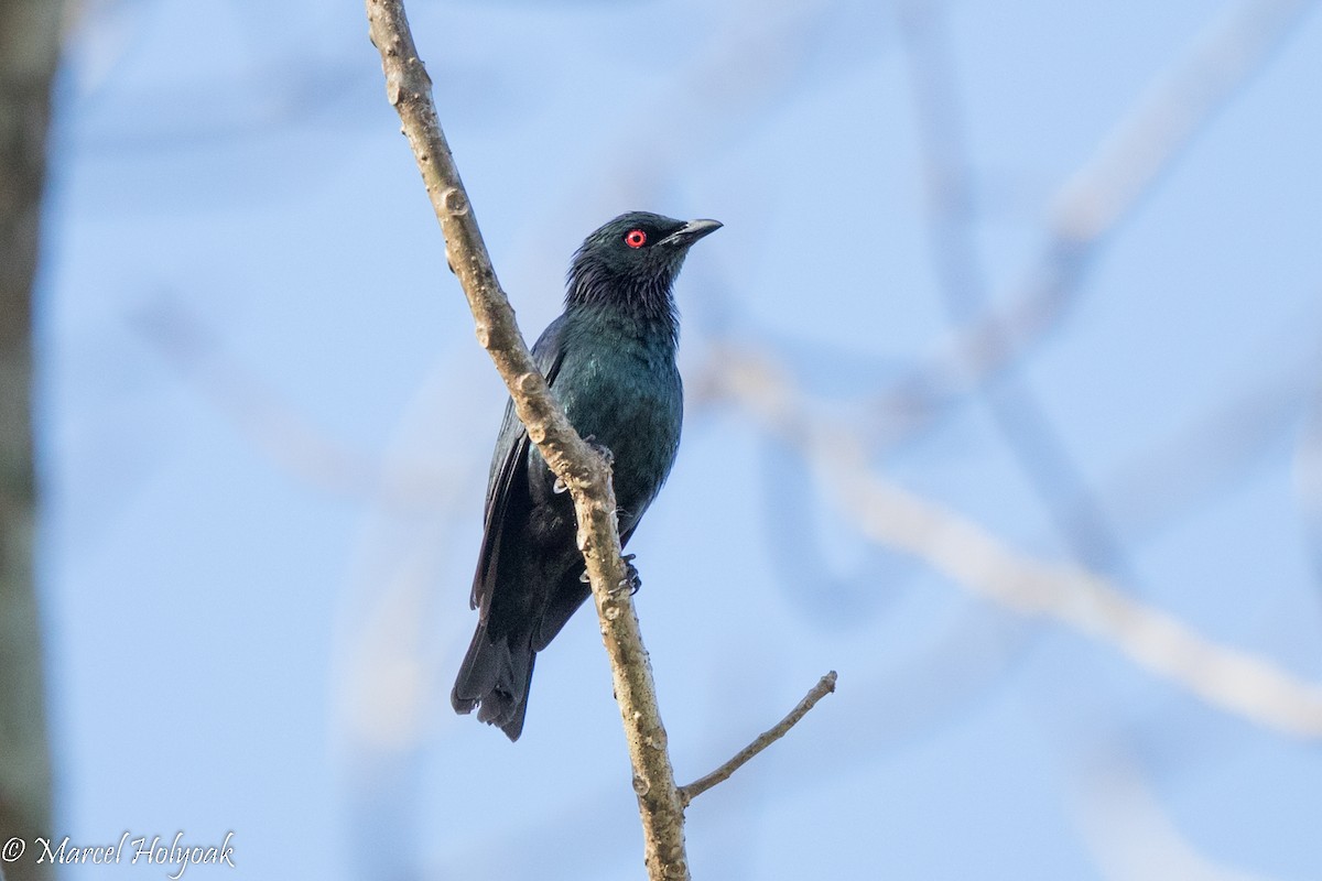 Short-tailed Starling - ML527079571
