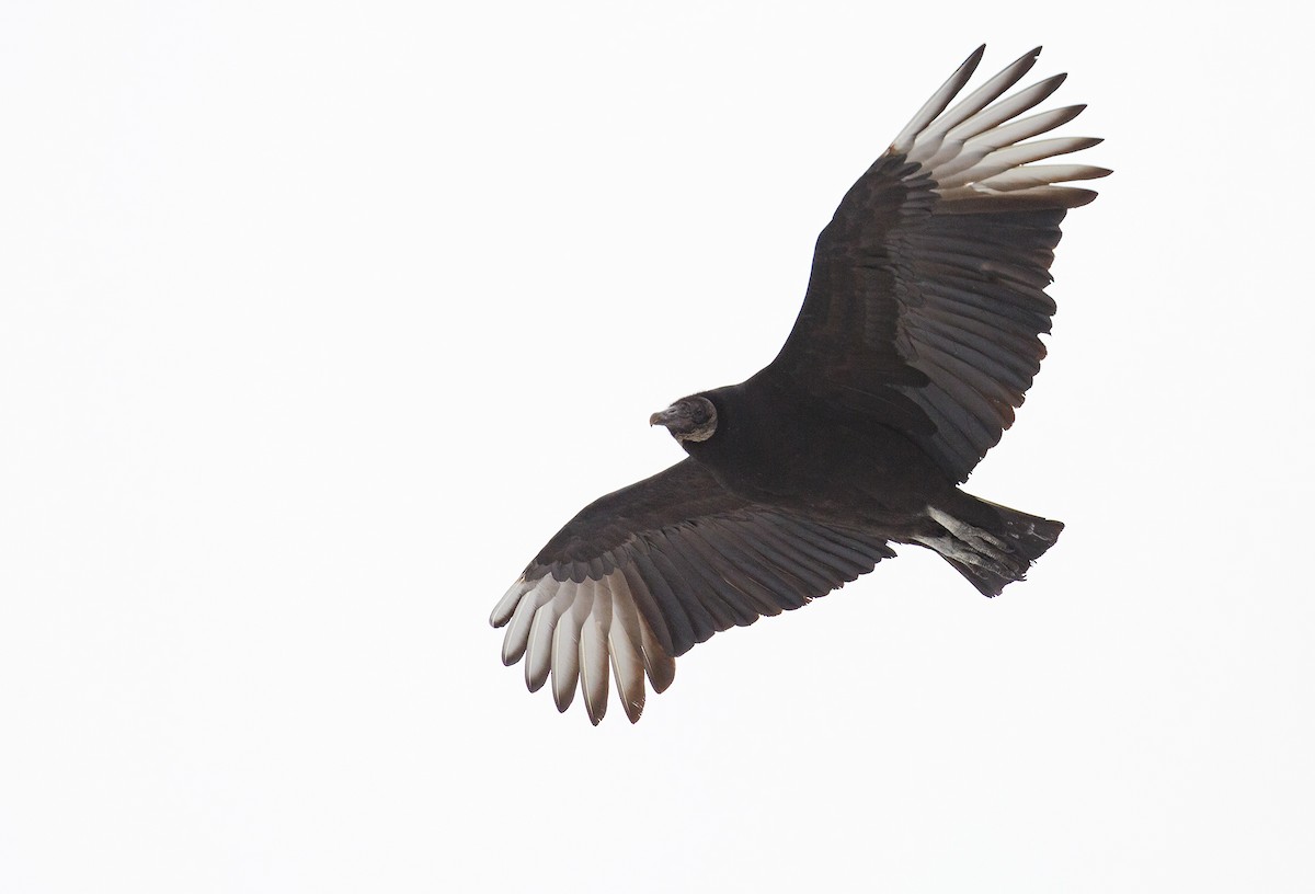 Black Vulture - ML527082491