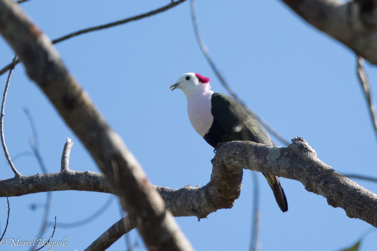 Red-naped Fruit-Dove - ML527084081