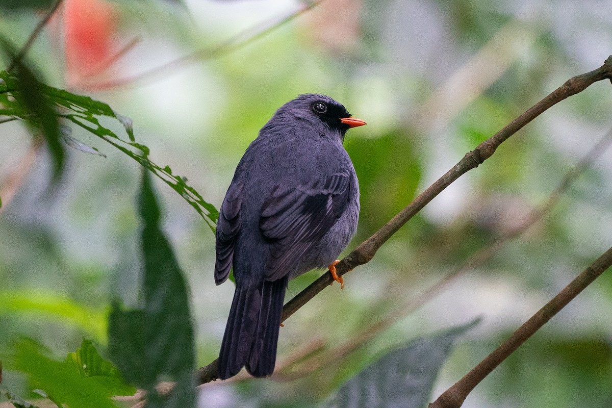 Black-faced Solitaire - ML527088941
