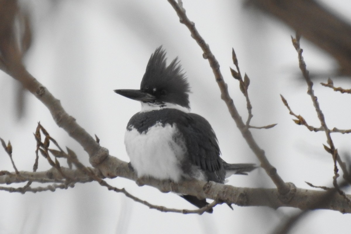 Belted Kingfisher - ML527091771