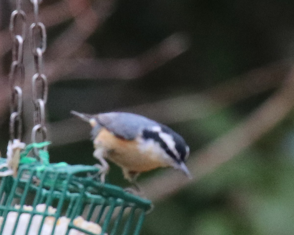 Red-breasted Nuthatch - ML527091811