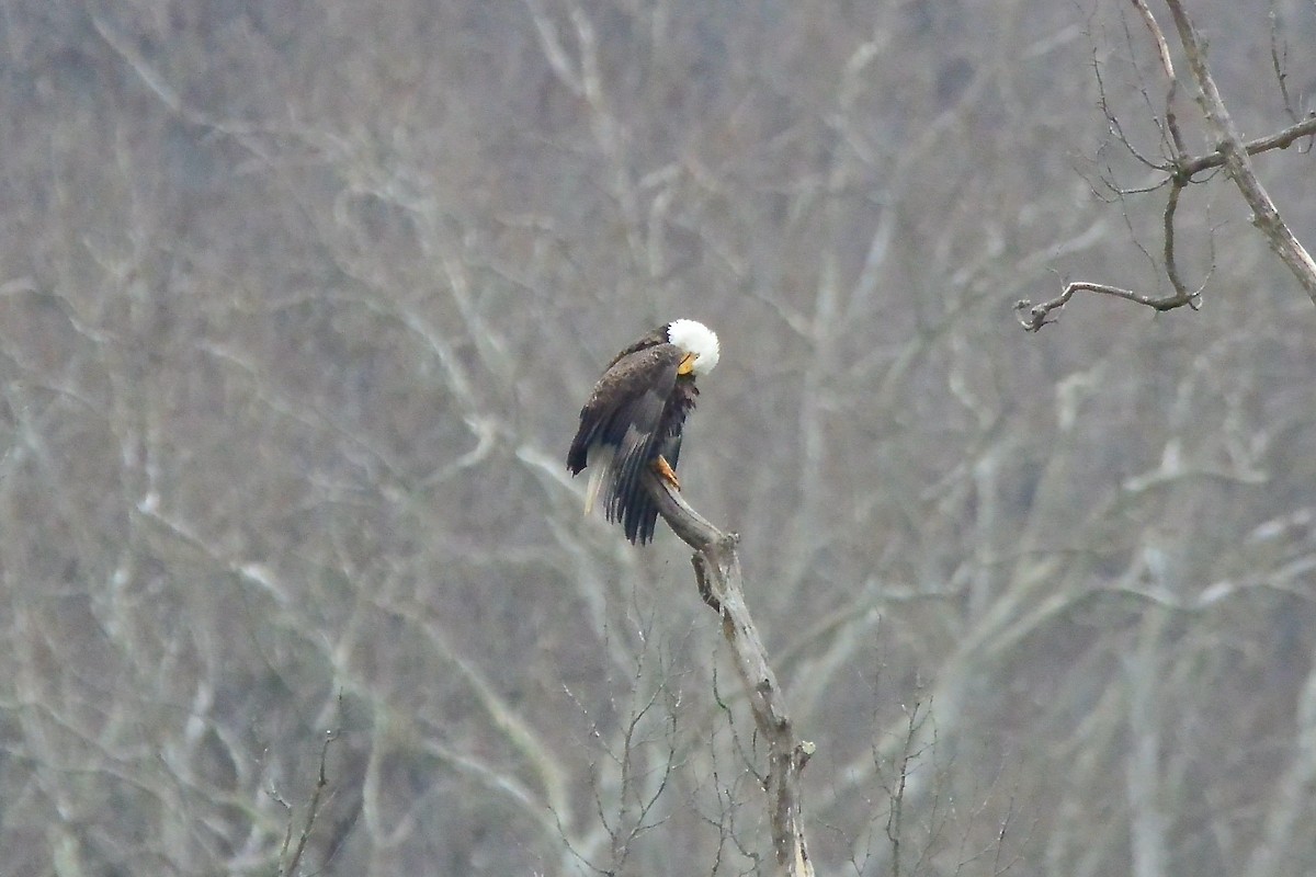 ebird-checklist-22-jan-2023-great-falls-park-31-species-2-other-taxa