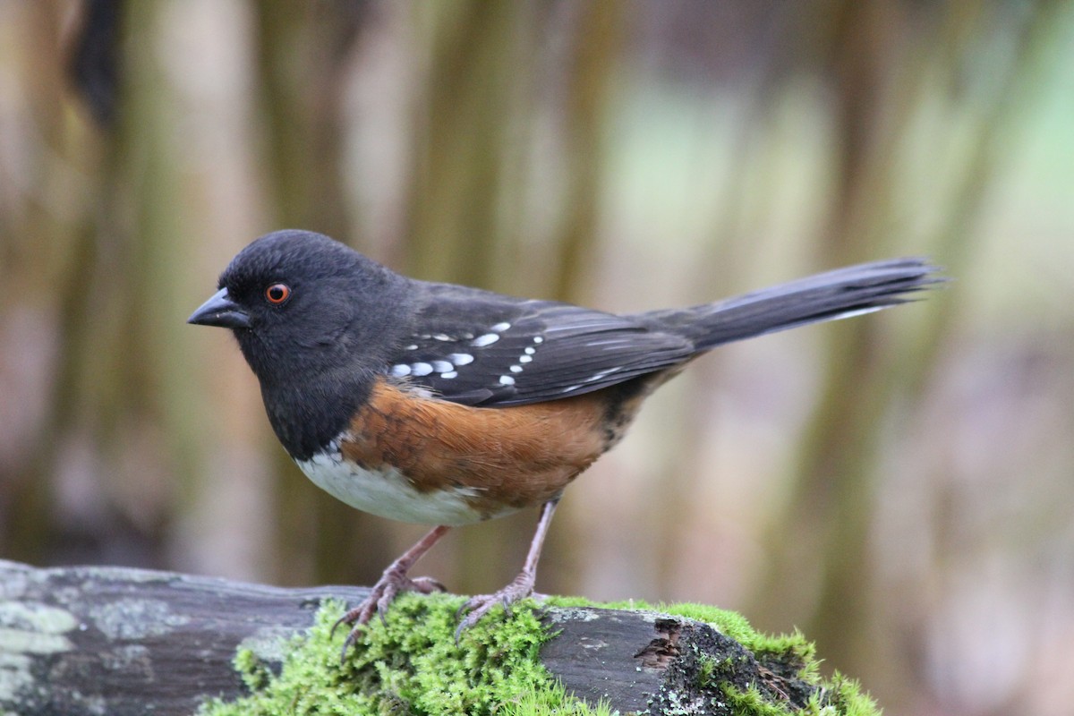 Spotted Towhee - ML527099601