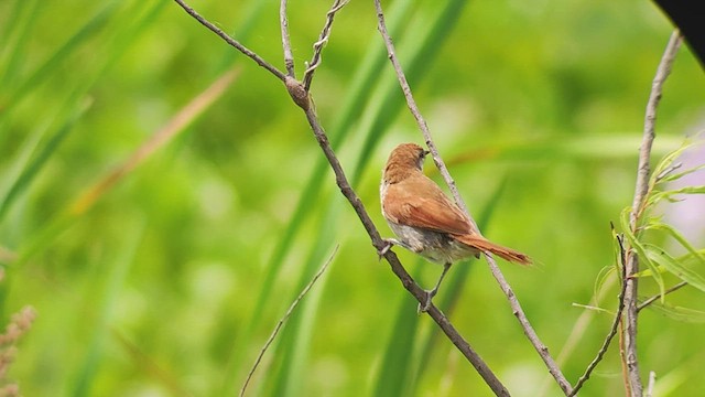 Yellow-chinned Spinetail - ML527106601