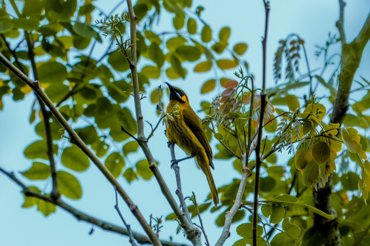 Yellow-eared Honeyeater - Jafet Potenzo Lopes