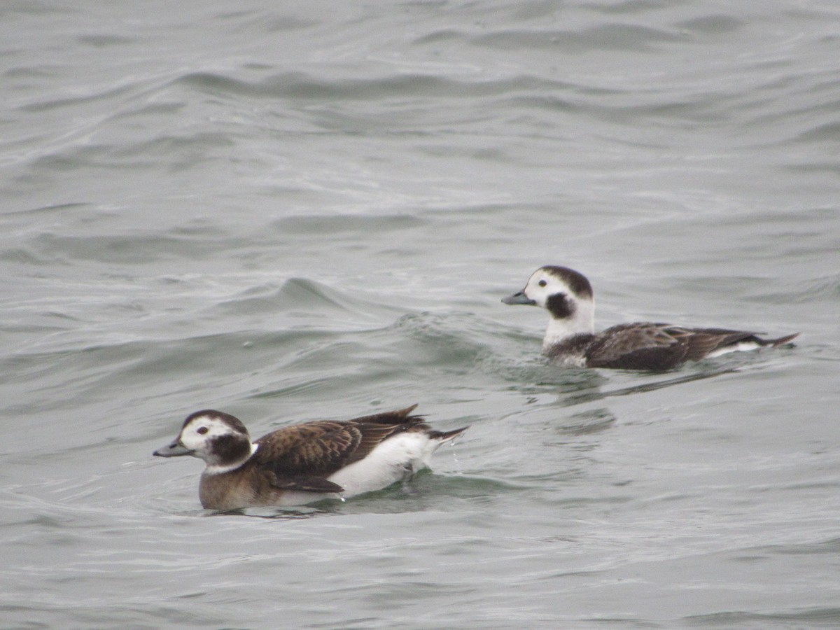 Long-tailed Duck - ML527110821
