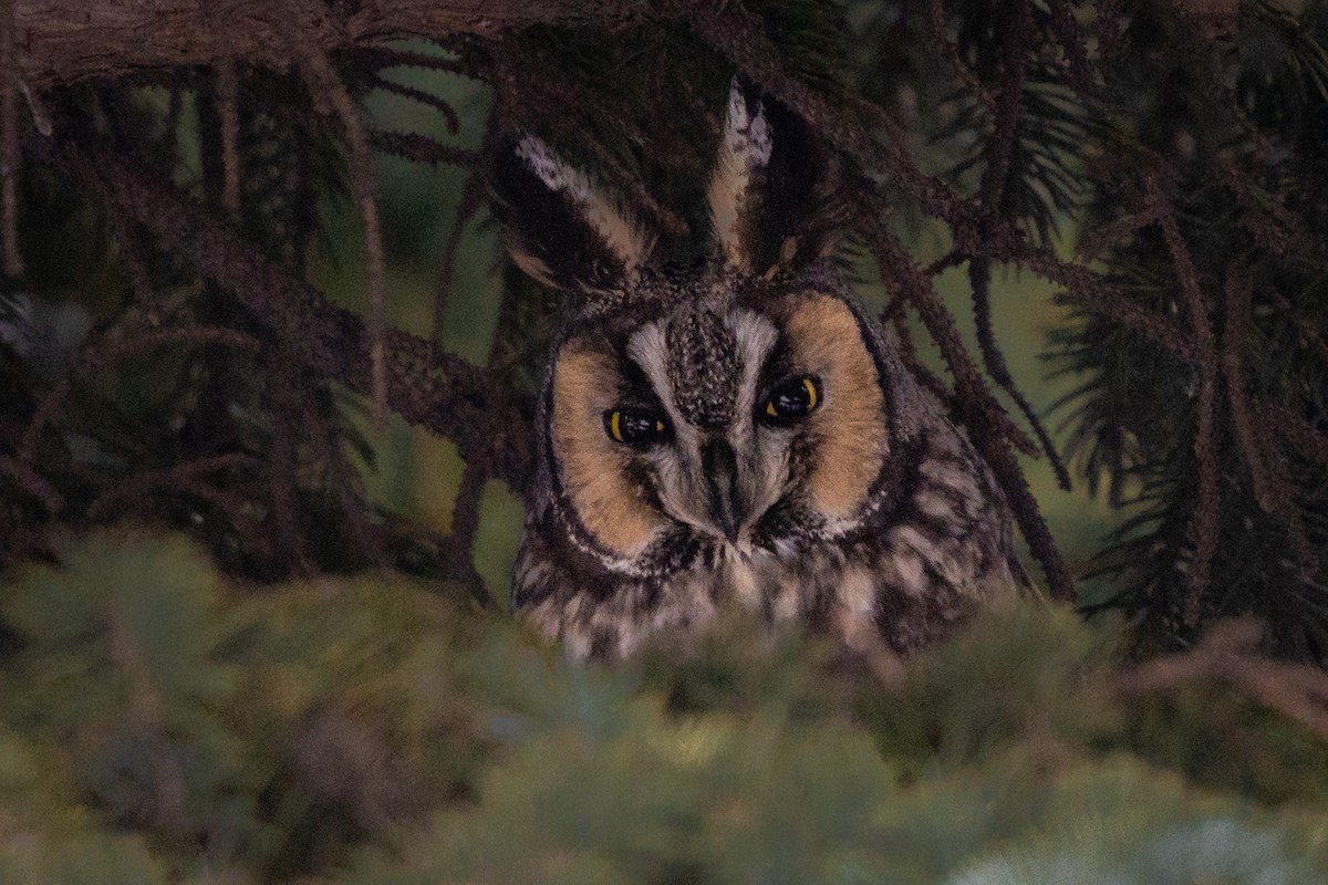 Long-eared Owl - ML527111481