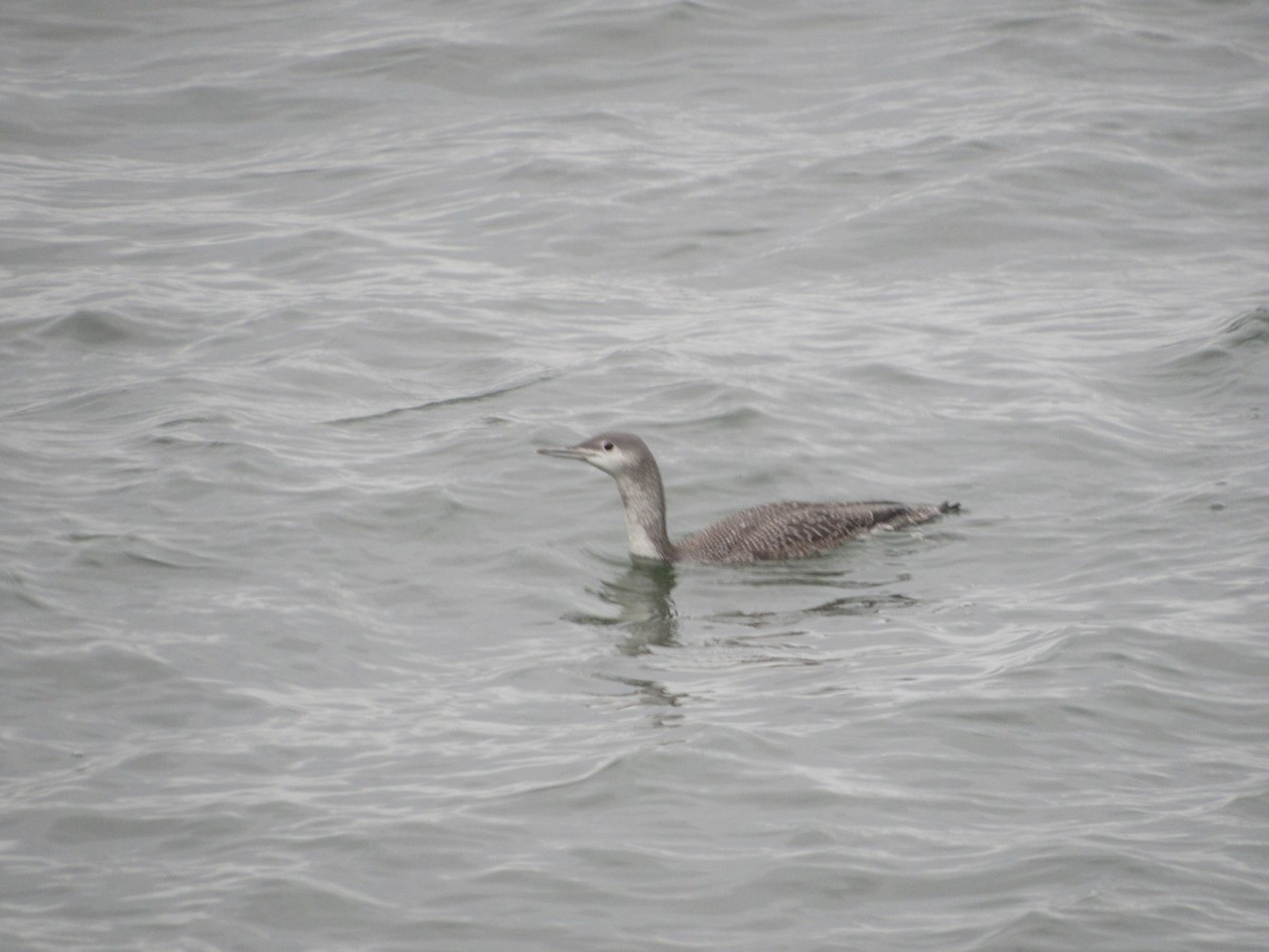Red-throated Loon - ML527112131