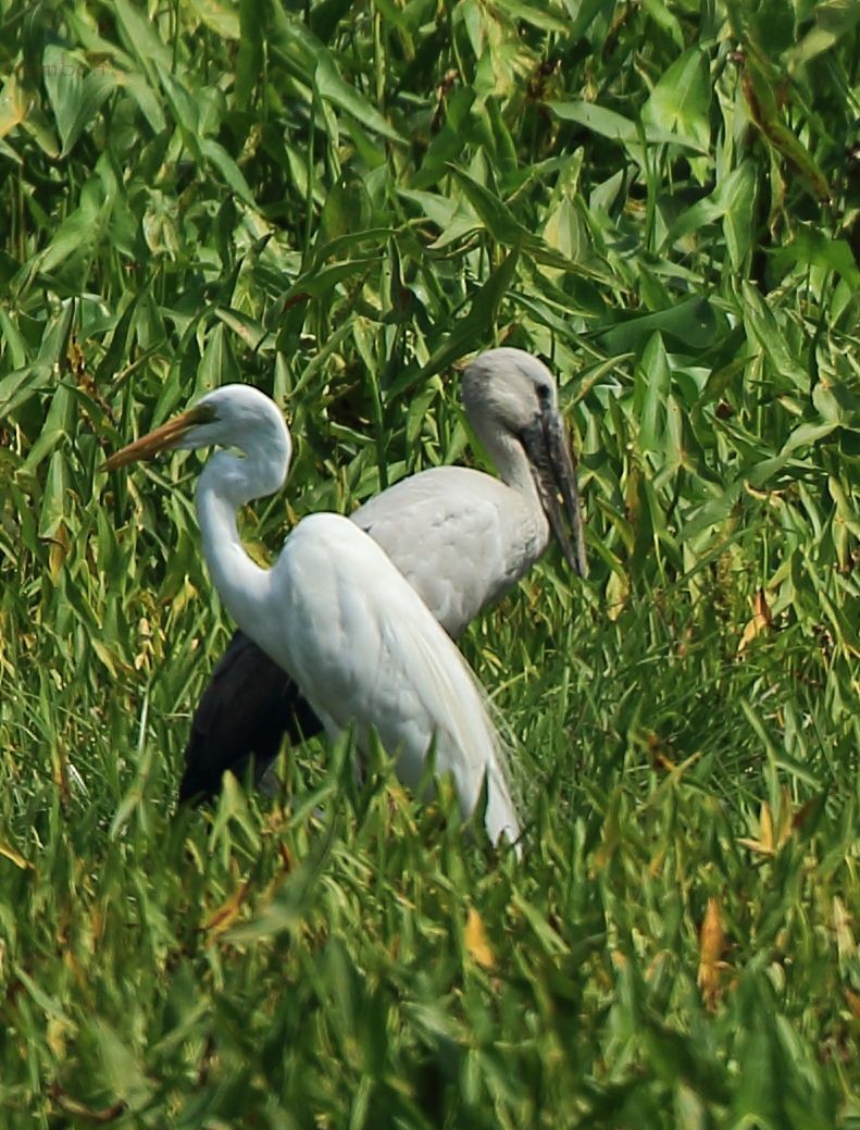 Little Egret - Arnab Pal
