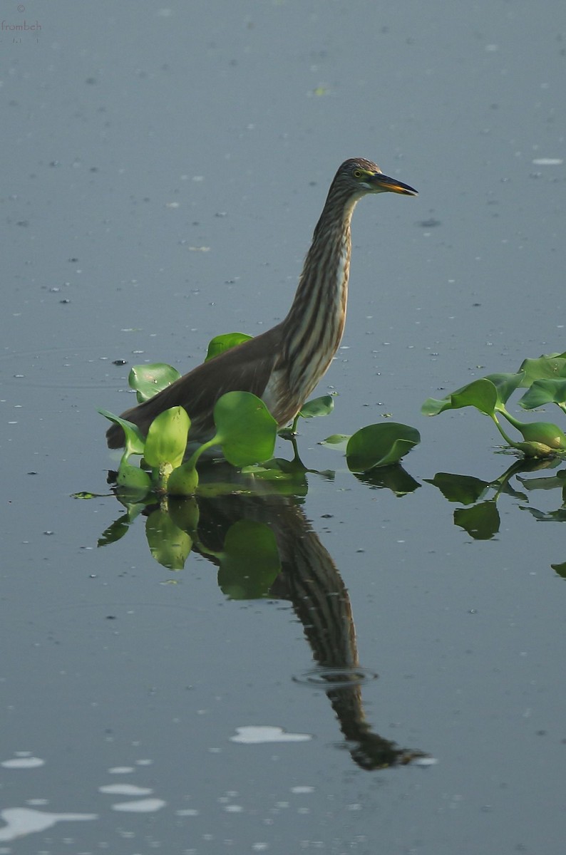 Indian Pond-Heron - ML52711511