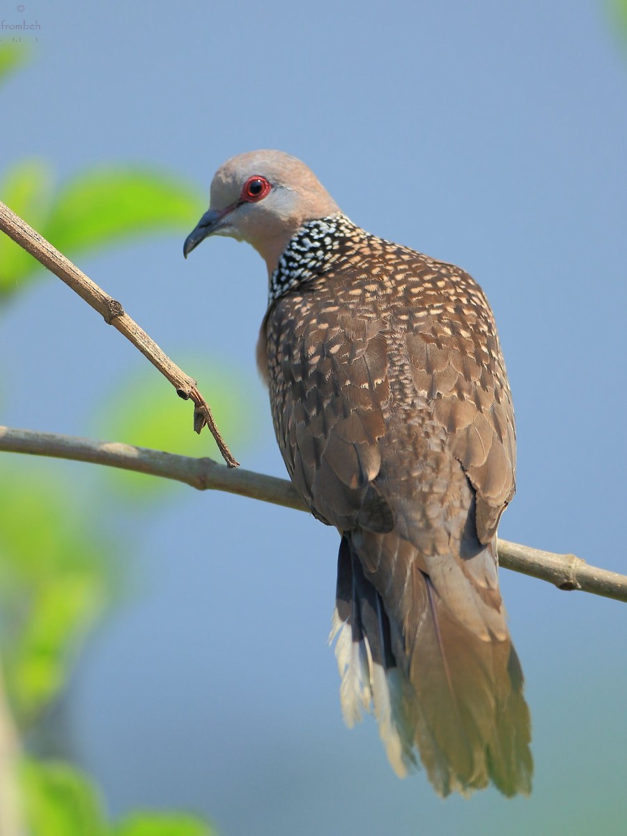 Spotted Dove - ML52711721
