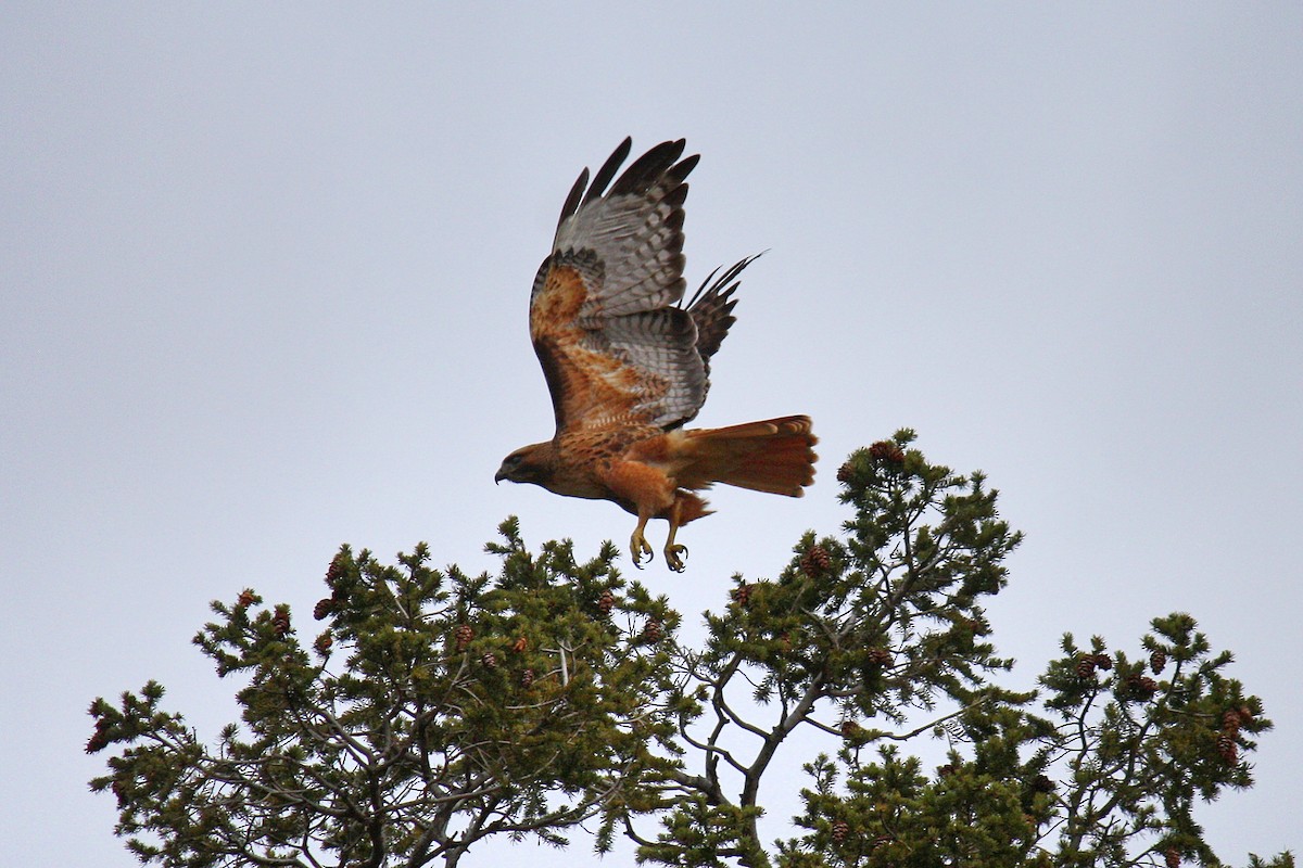 Red-tailed Hawk - ML52711911