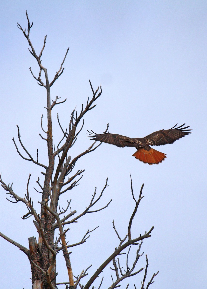 Red-tailed Hawk - ML52711921