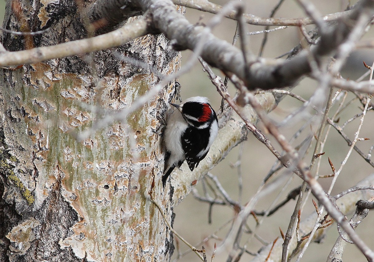 Downy Woodpecker (Rocky Mts.) - ML52712261