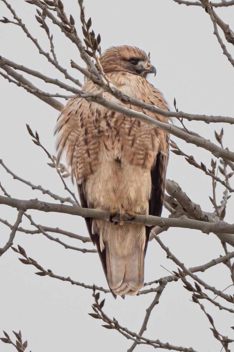 Red-tailed Hawk - ML527123041