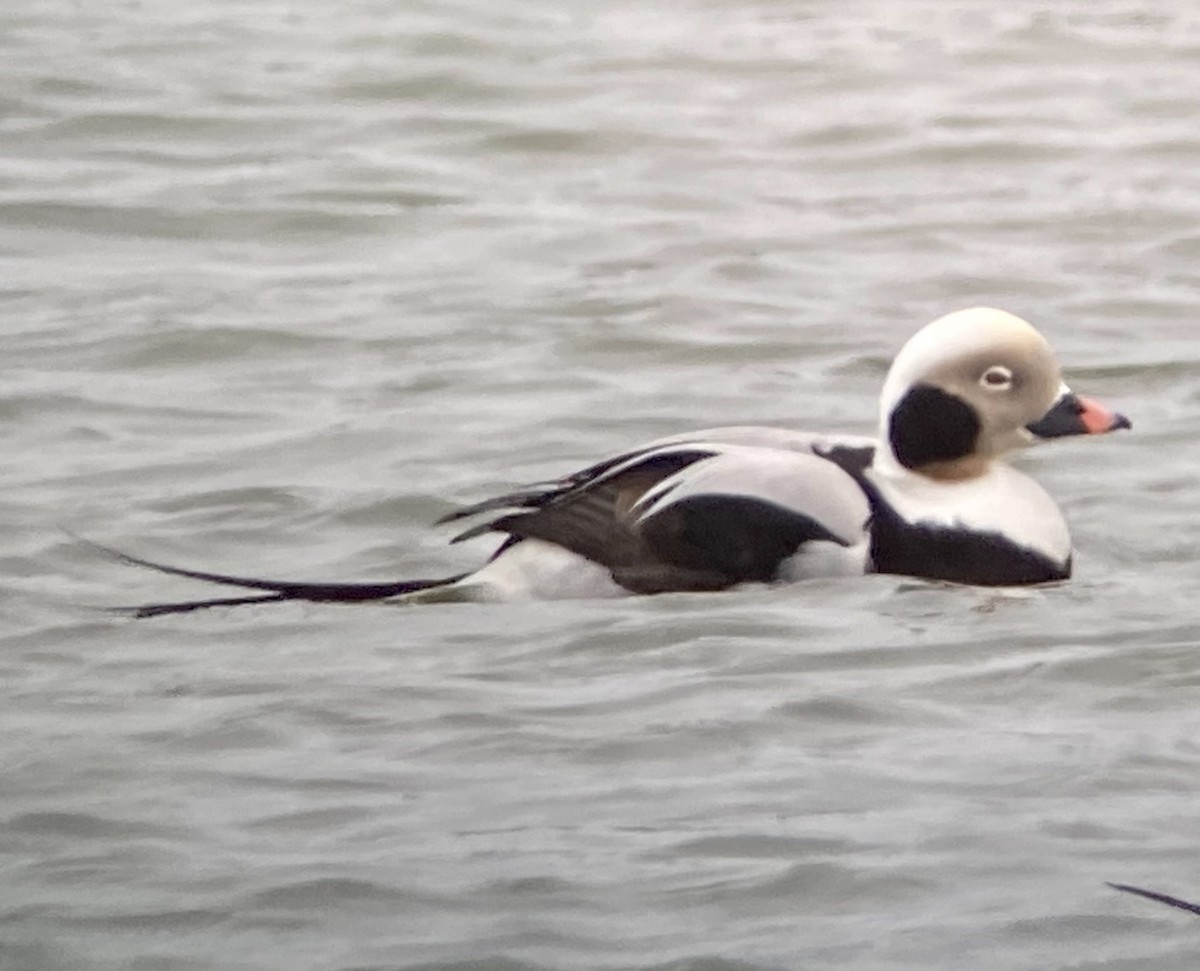 Long-tailed Duck - ML527123281