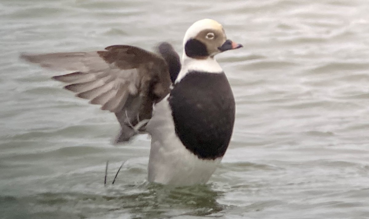 Long-tailed Duck - ML527123291
