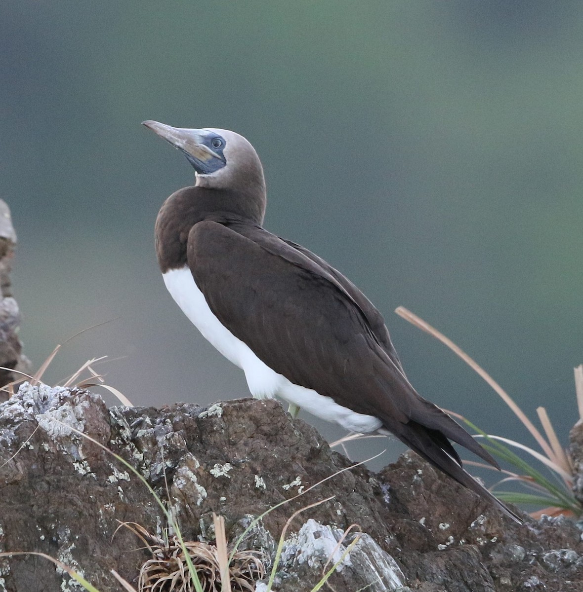 Brown Booby (Brewster's) - Jeff Tingle