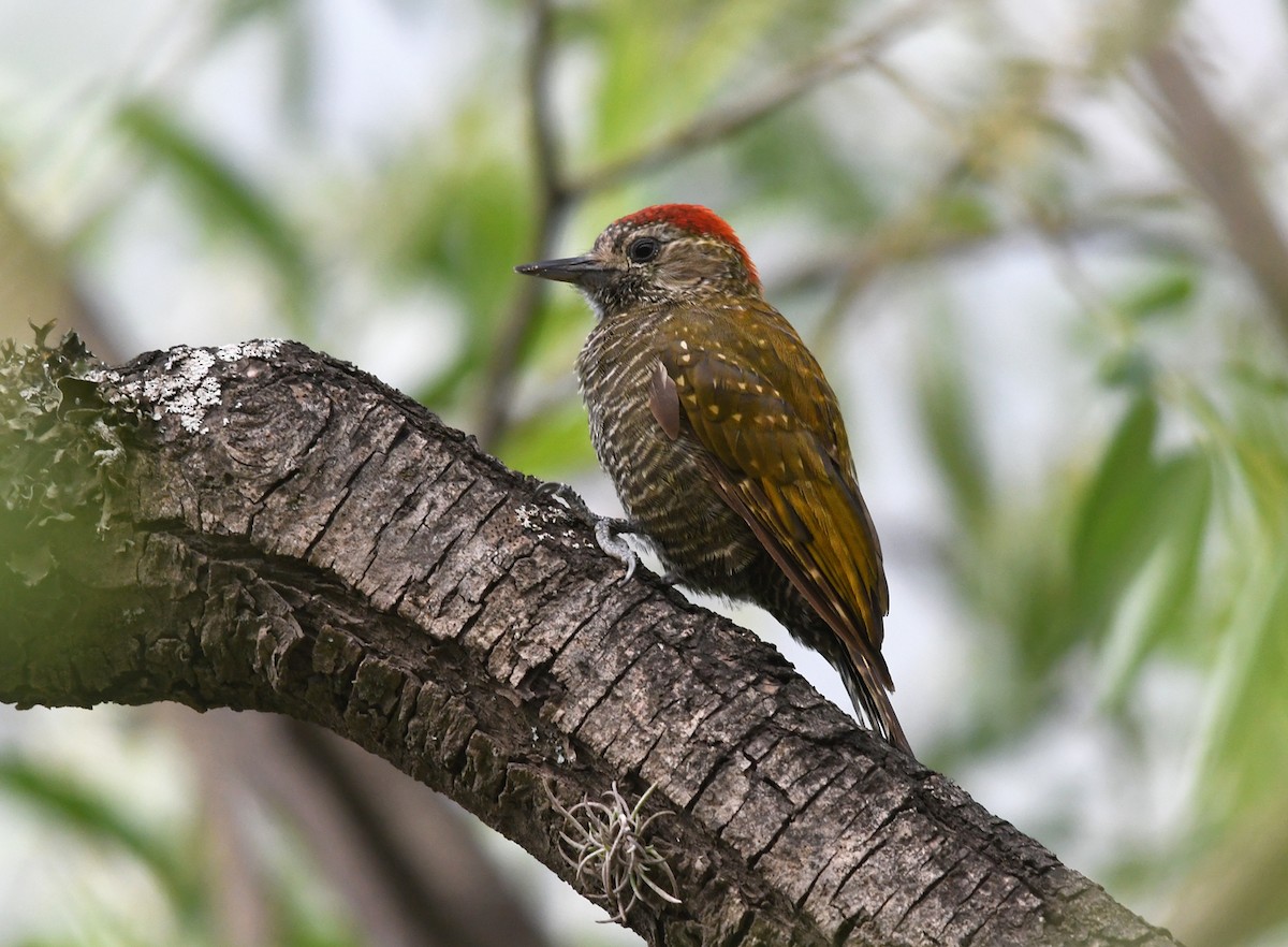 Dot-fronted Woodpecker - ML527127591
