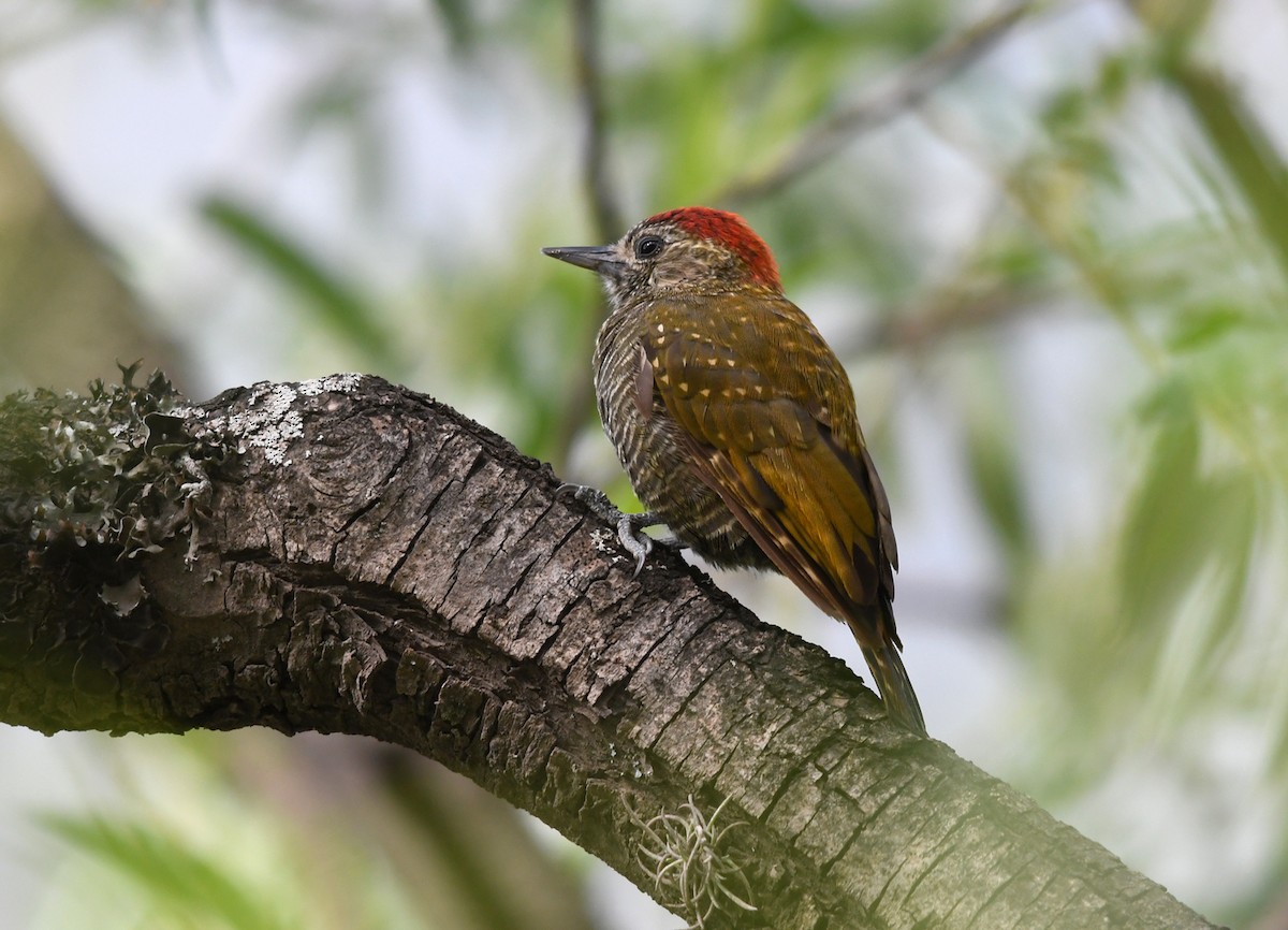 Dot-fronted Woodpecker - ML527127611