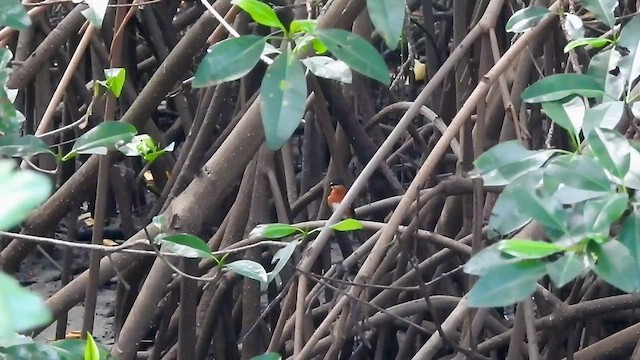 American Pygmy Kingfisher - ML527130331