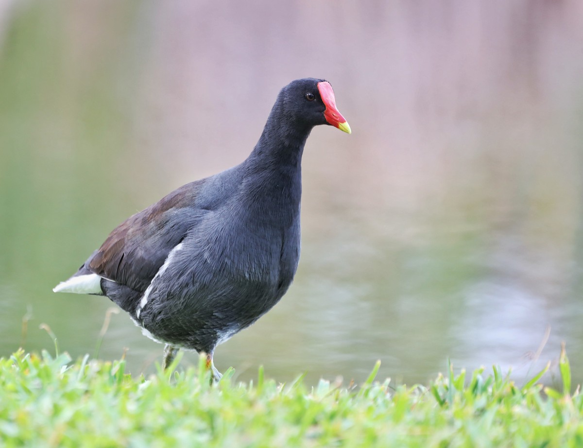 American Coot (Red-shielded) - ML527141901