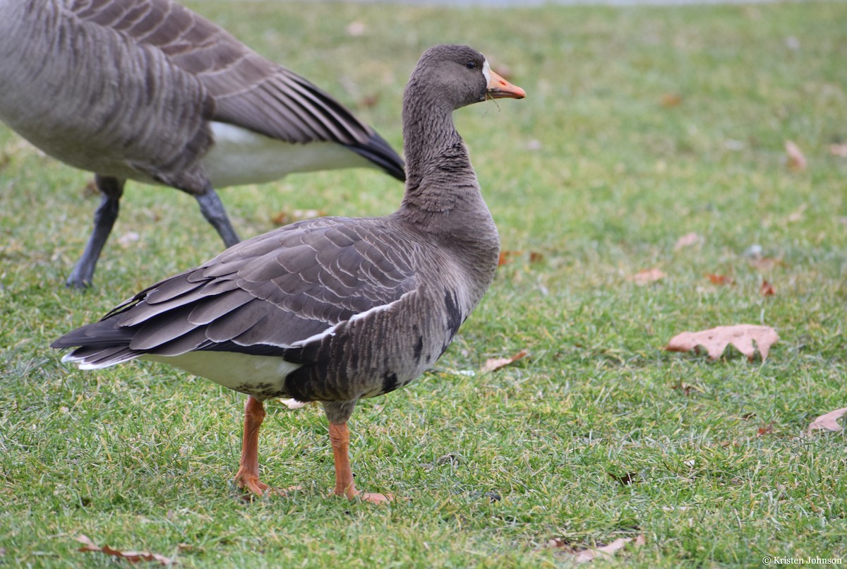 Greater White-fronted Goose - ML527145431