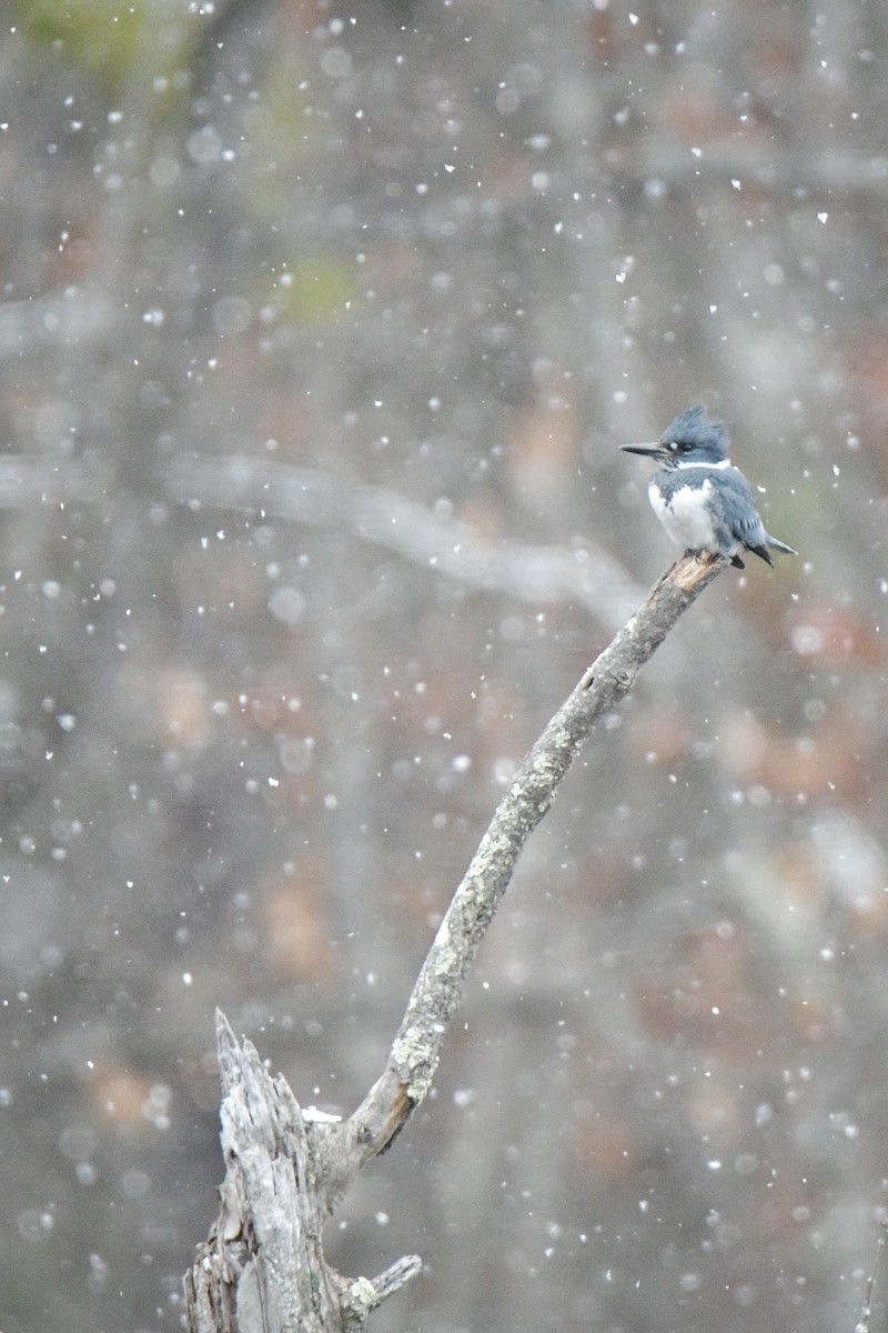 Belted Kingfisher - Sven F