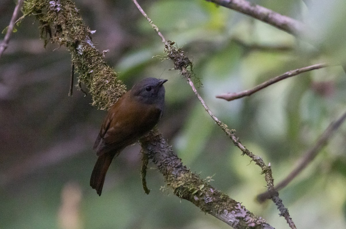 Andean Solitaire (ralloides) - ML527160811