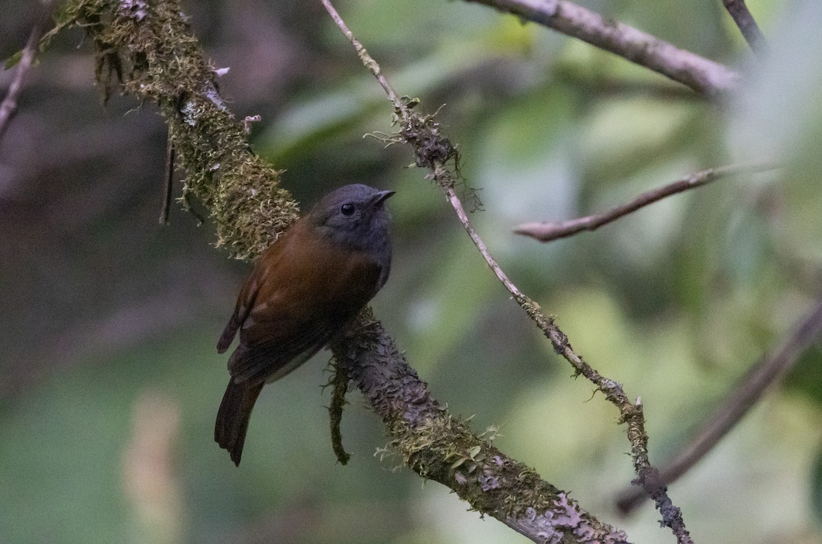 Andean Solitaire (ralloides) - ML527160821