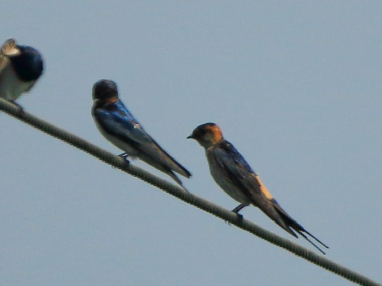 Red-rumped Swallow - ML52716111
