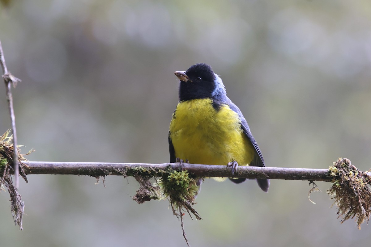 Hooded Mountain Tanager - ML527163841