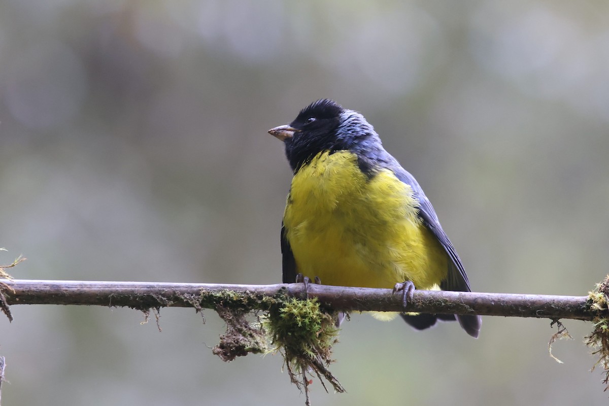 Hooded Mountain Tanager - ML527163861