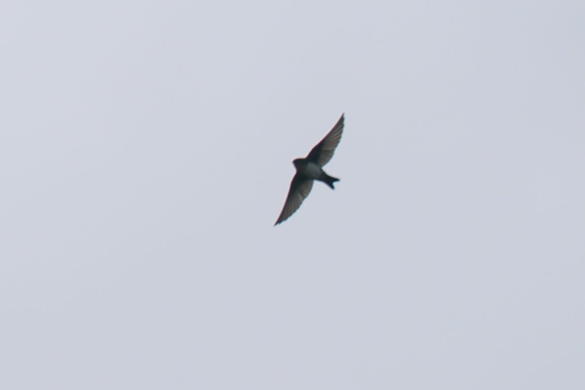 Pale-footed Swallow - ML527163891