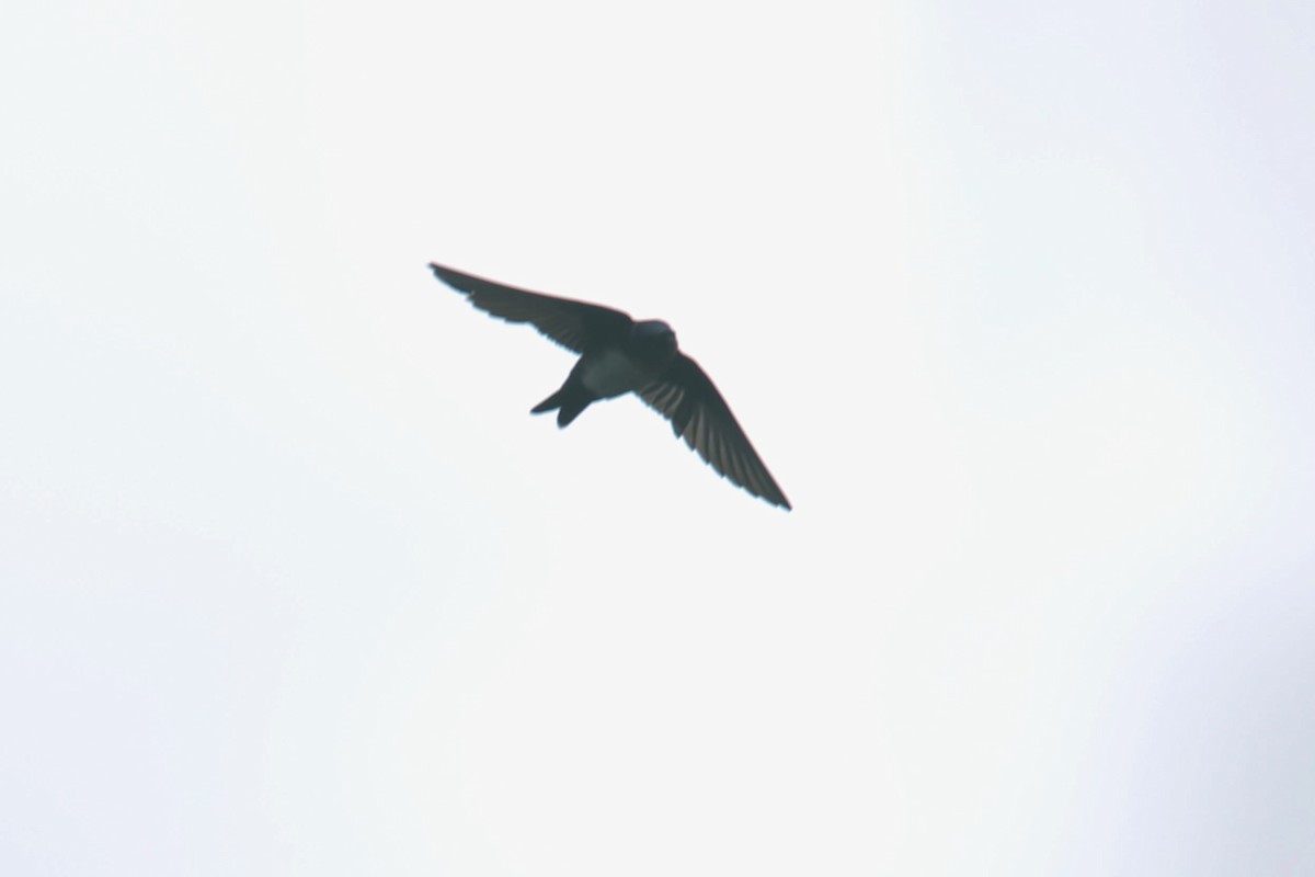 Pale-footed Swallow - ML527163931