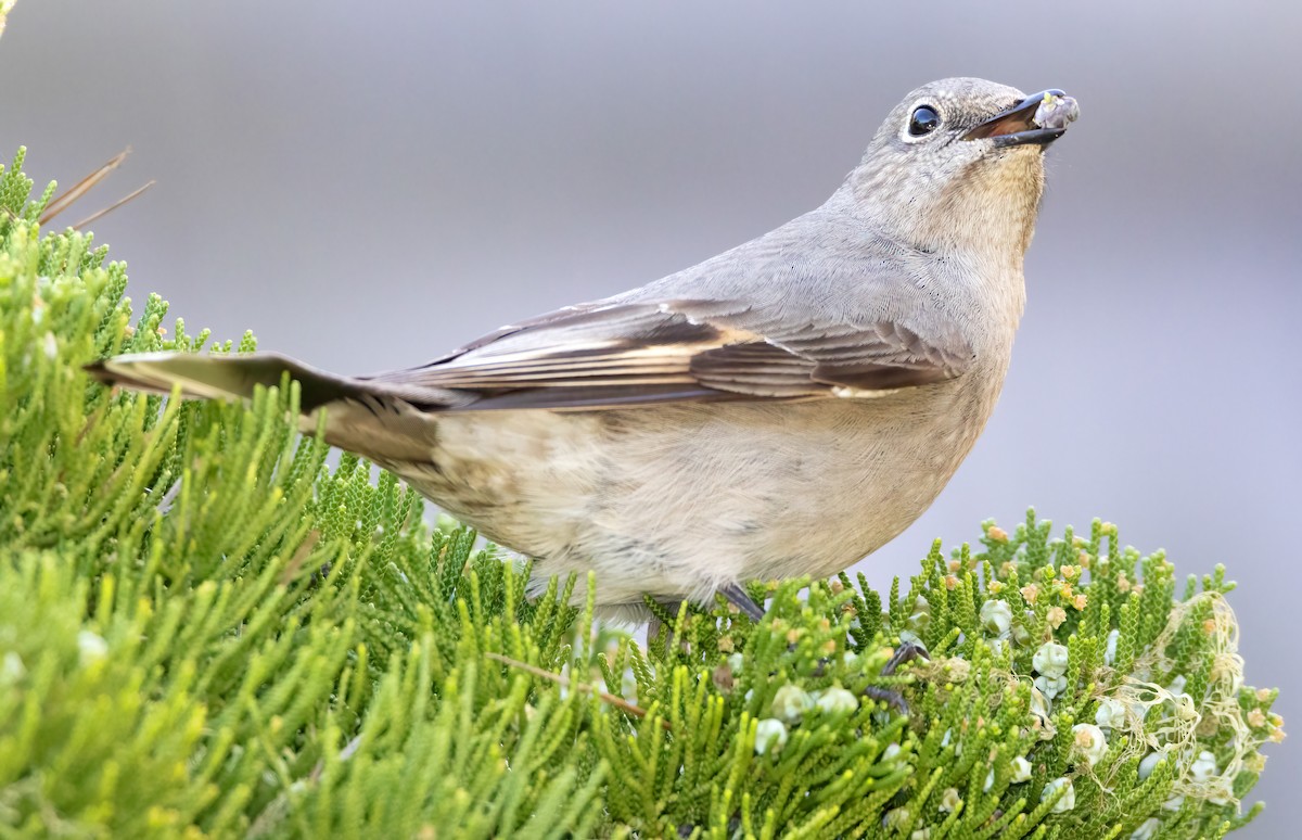 Townsend's Solitaire - ML527168691