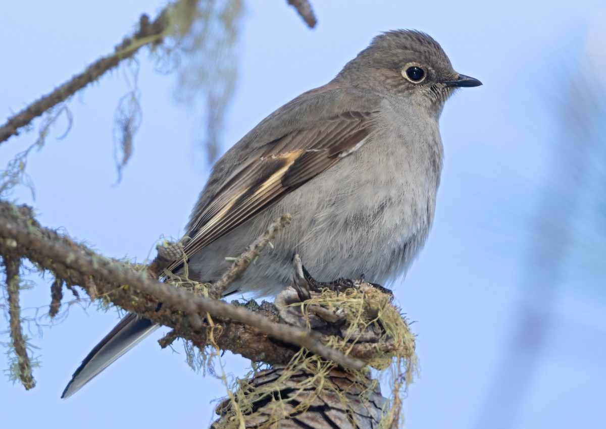 Townsend's Solitaire - ML527168721
