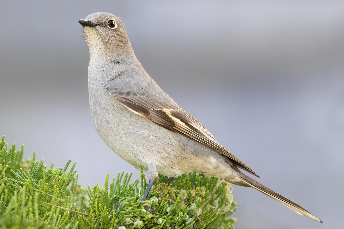 Townsend's Solitaire - ML527168731