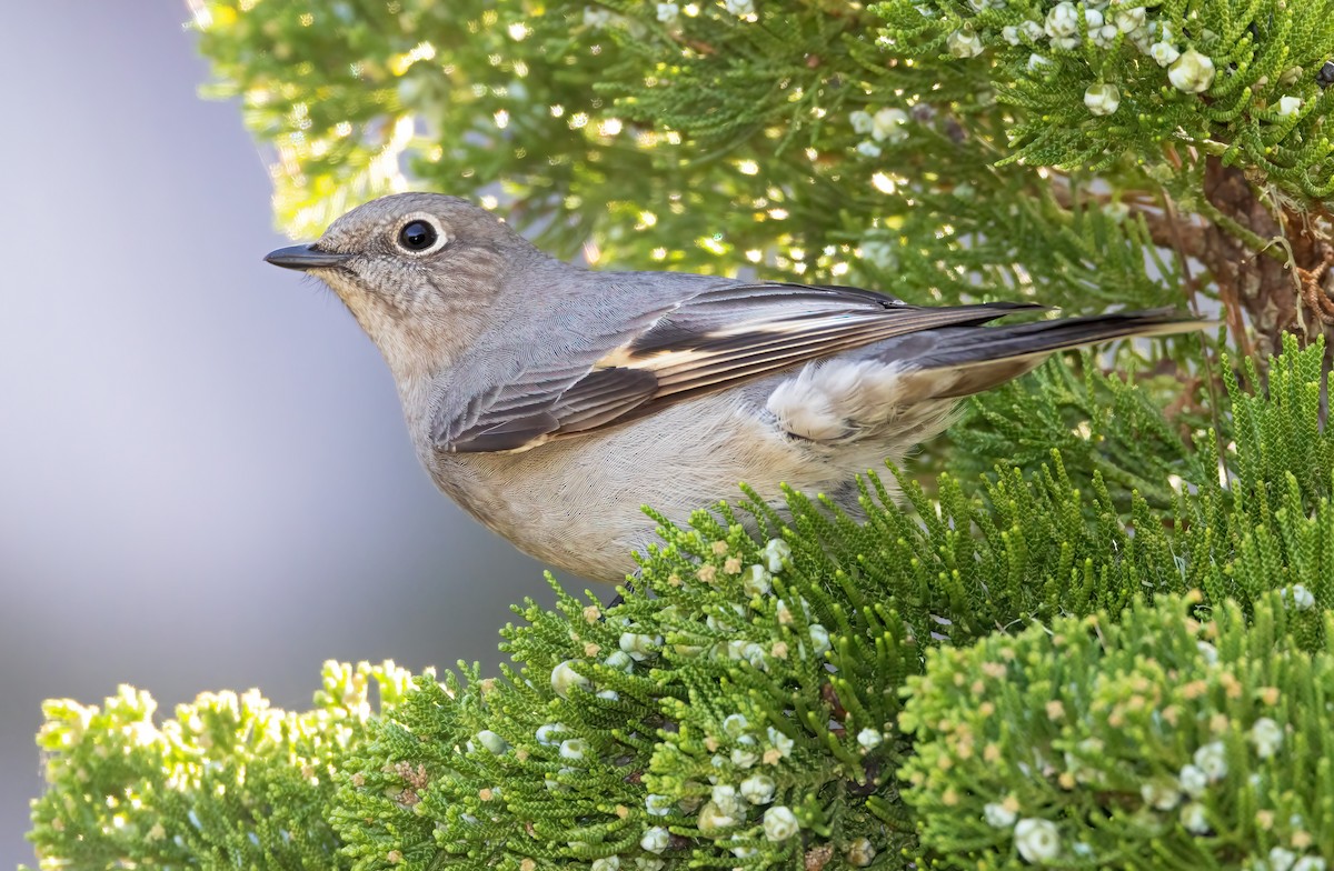 Townsend's Solitaire - ML527168761