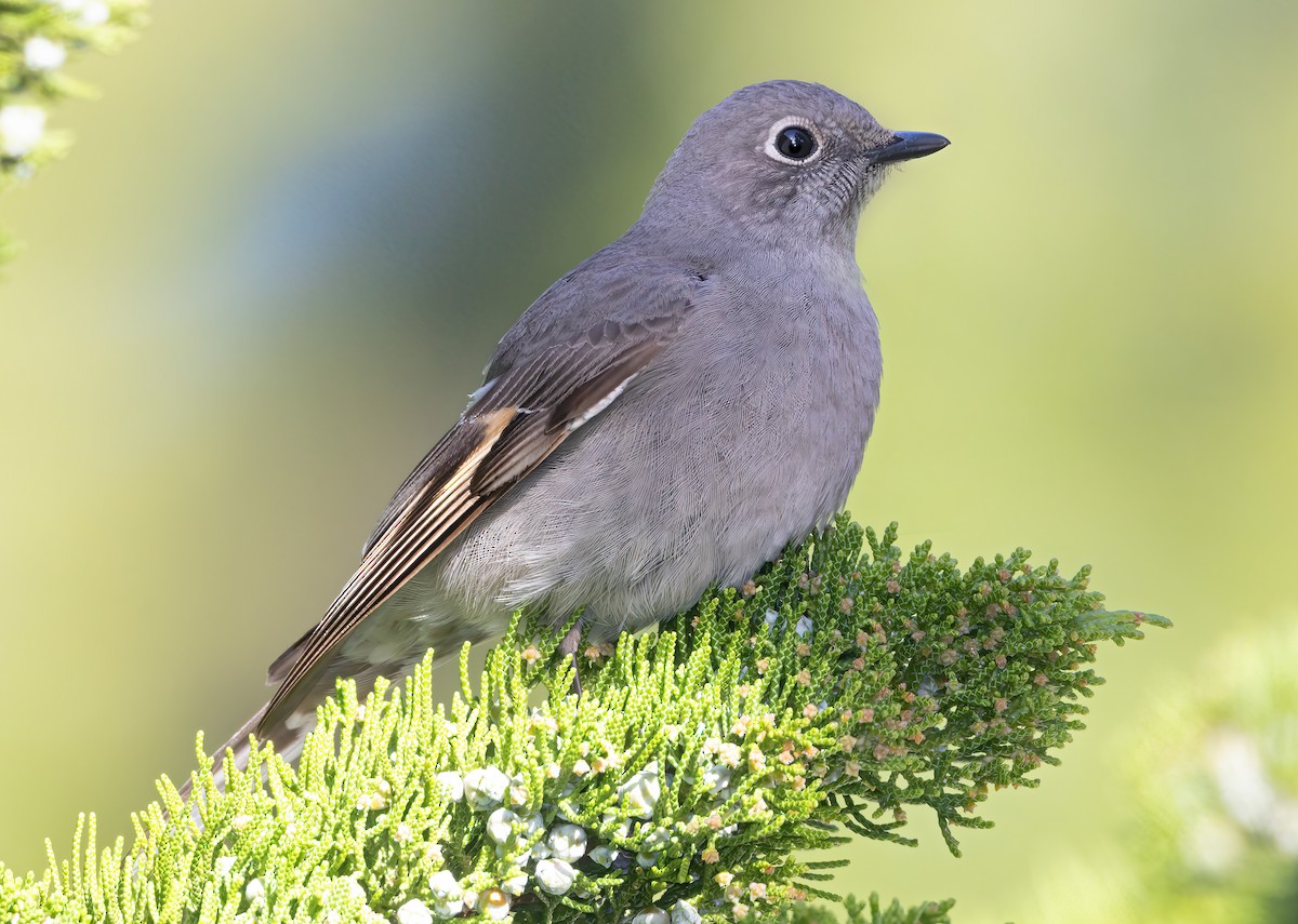 Townsend's Solitaire - ML527168771