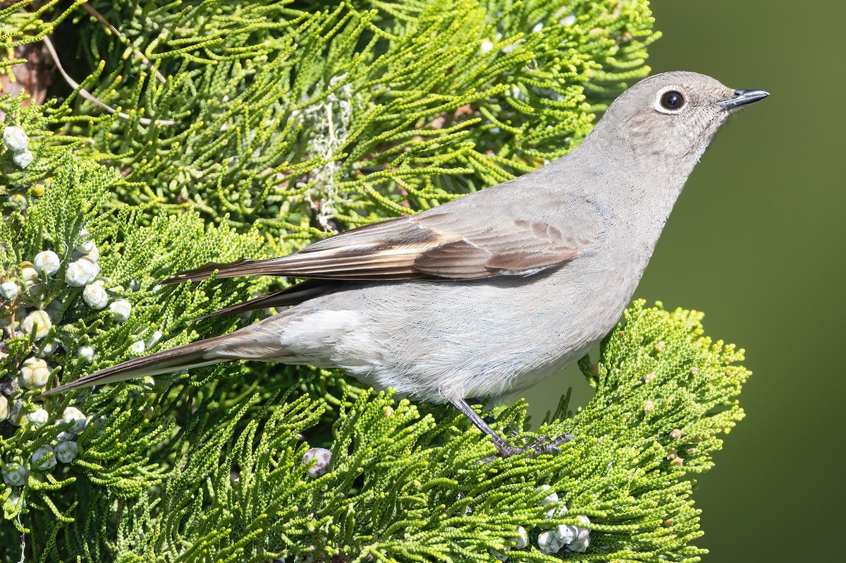 Townsend's Solitaire - ML527168781