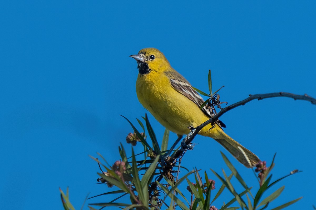 Orchard Oriole - ML527171211