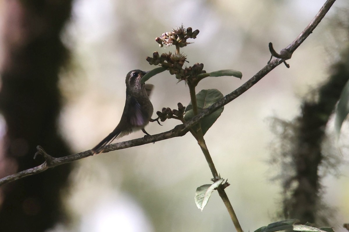 Speckled Hummingbird - Ryan Terrill