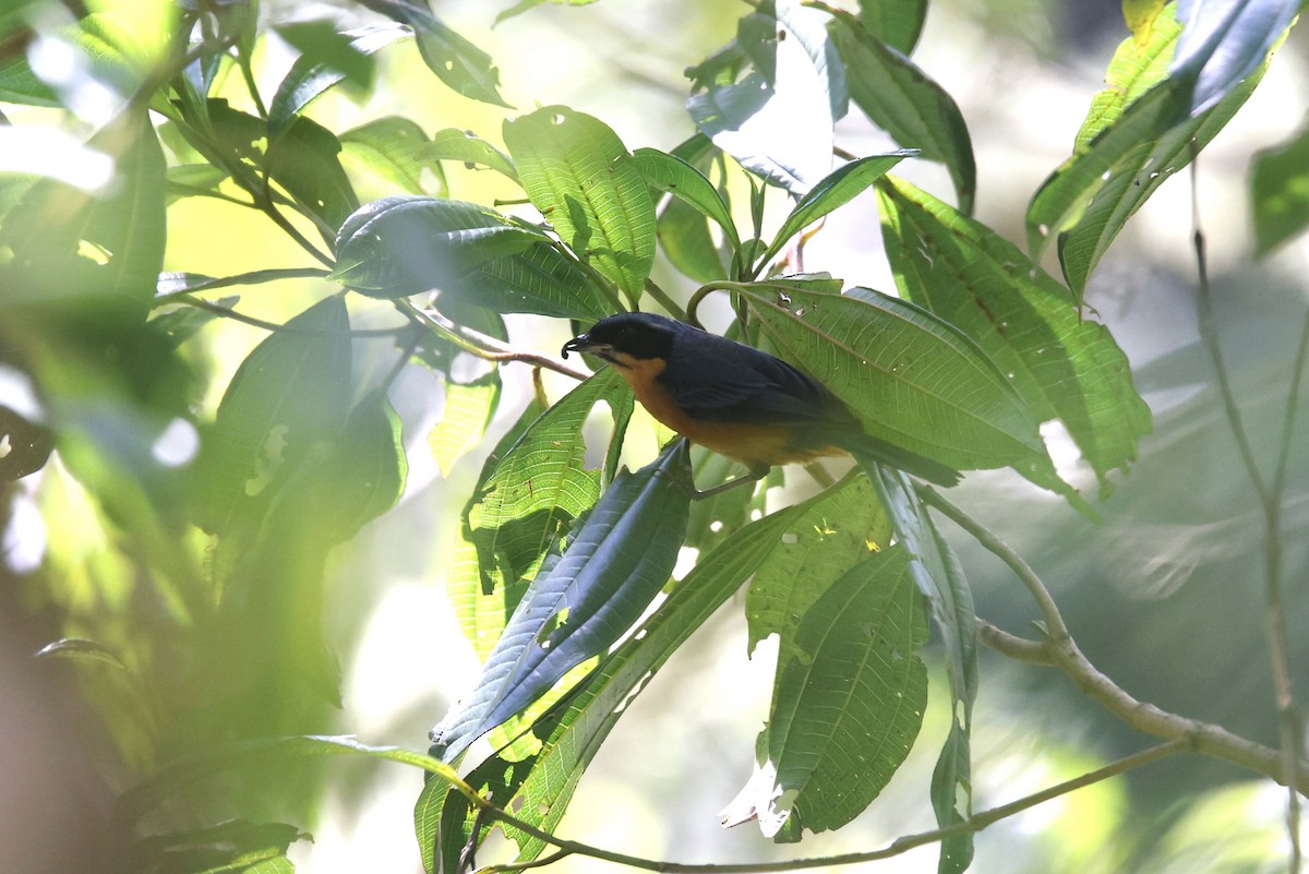 Chestnut-bellied Mountain Tanager - ML527173181